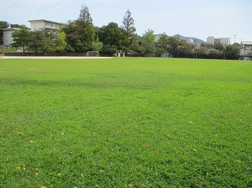 平成22年度に植栽された令和5年9月現在の川津小学校の芝生の写真