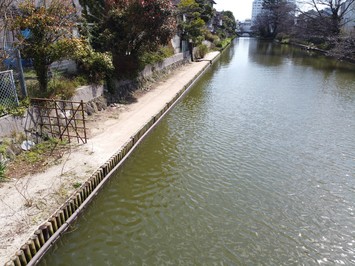 コンクリート護岸の前部へせり出すように打設された木杭の写真