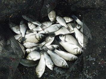 網の中で放流を控えたフナ稚魚の写真