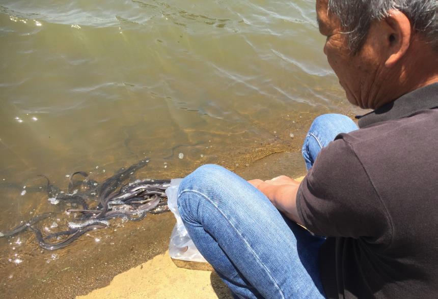 湖畔におけるウナギ稚魚の放流の様子を捉えた写真