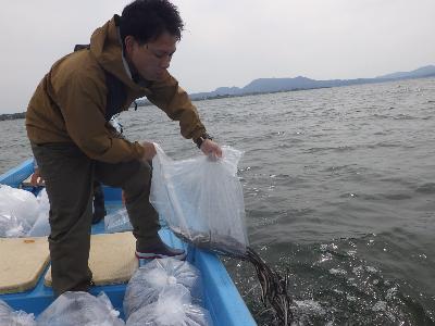 ウナギ種苗放流の様子