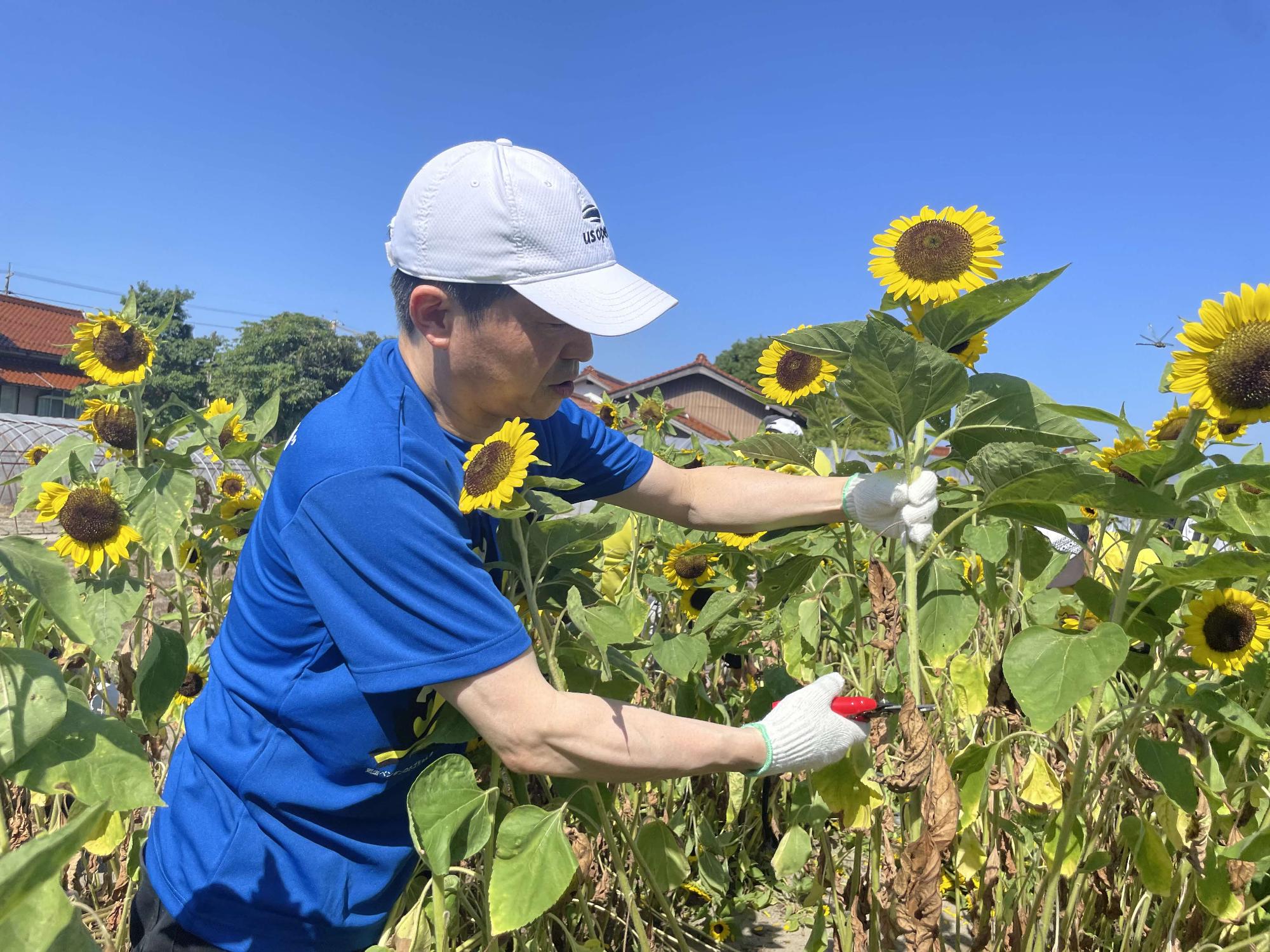 ひまわりを刈り取る上定市長