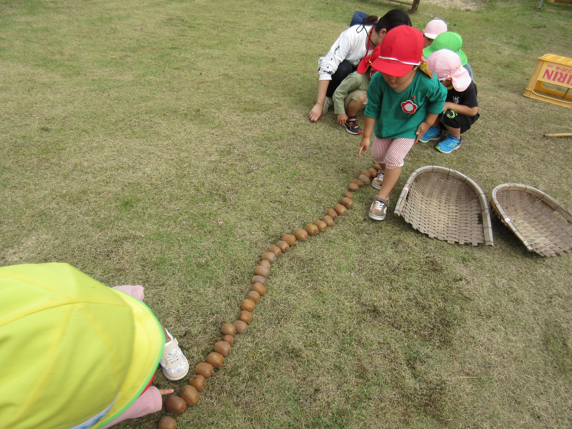 こどもたちが先生と一緒に、園庭に収穫したキウイフルーツを一列に並べて、キウイフルーツの数を数えています。