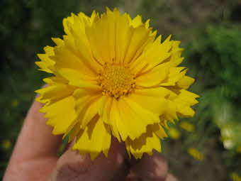 オオキンケイギクの八重咲の花を近くから見た写真