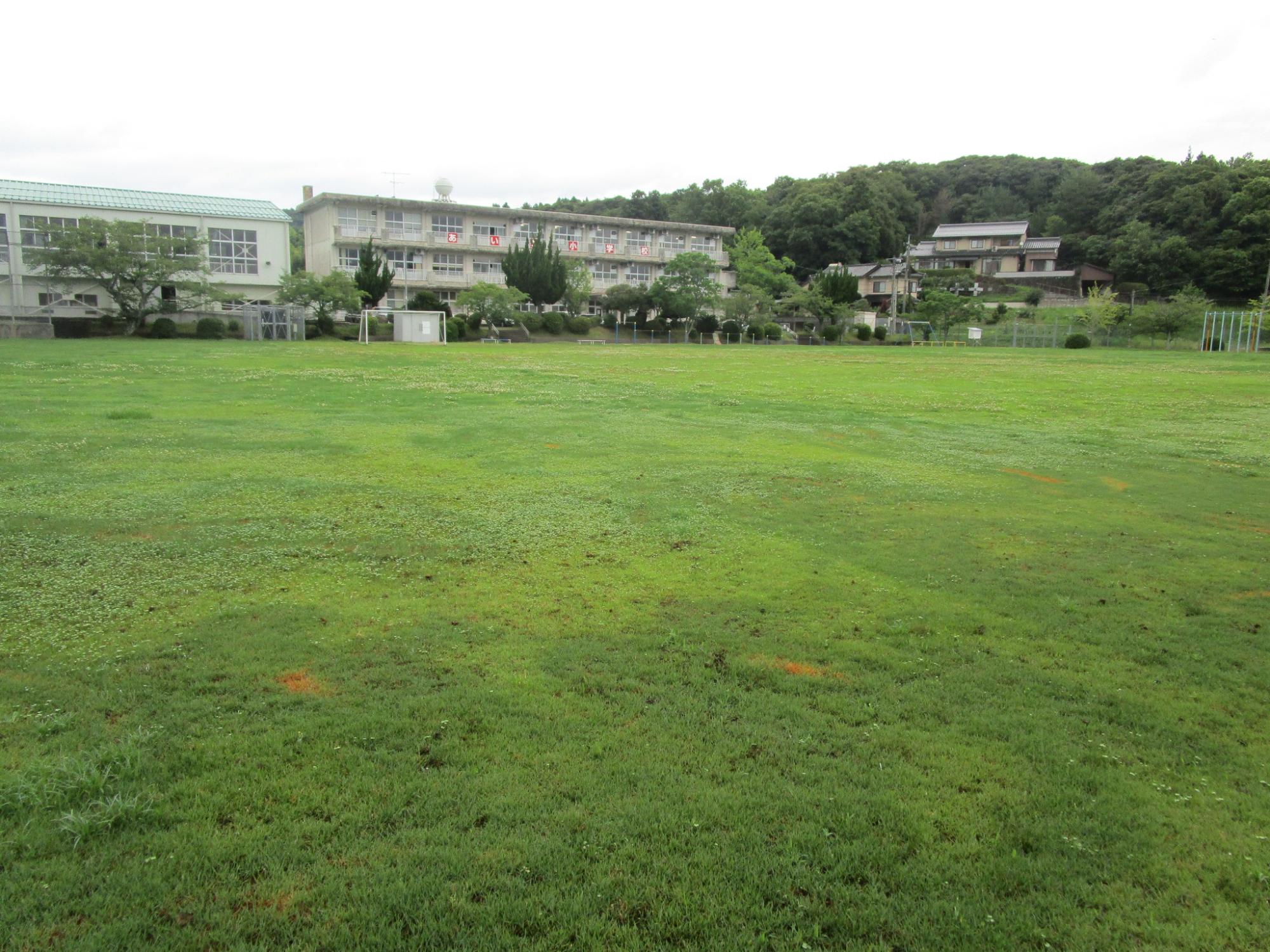平成23年度に植栽された令和6年6月現在の秋鹿小学校の芝生の写真