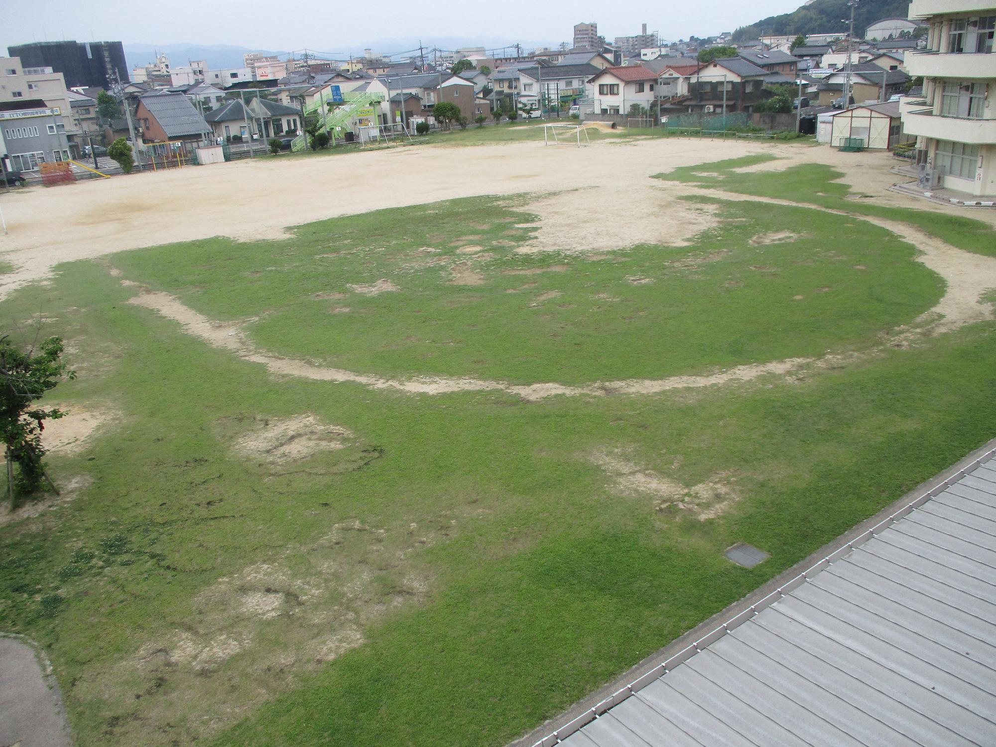平成21年度に植栽された令和6年6月現在の内中原小学校の芝生の写真