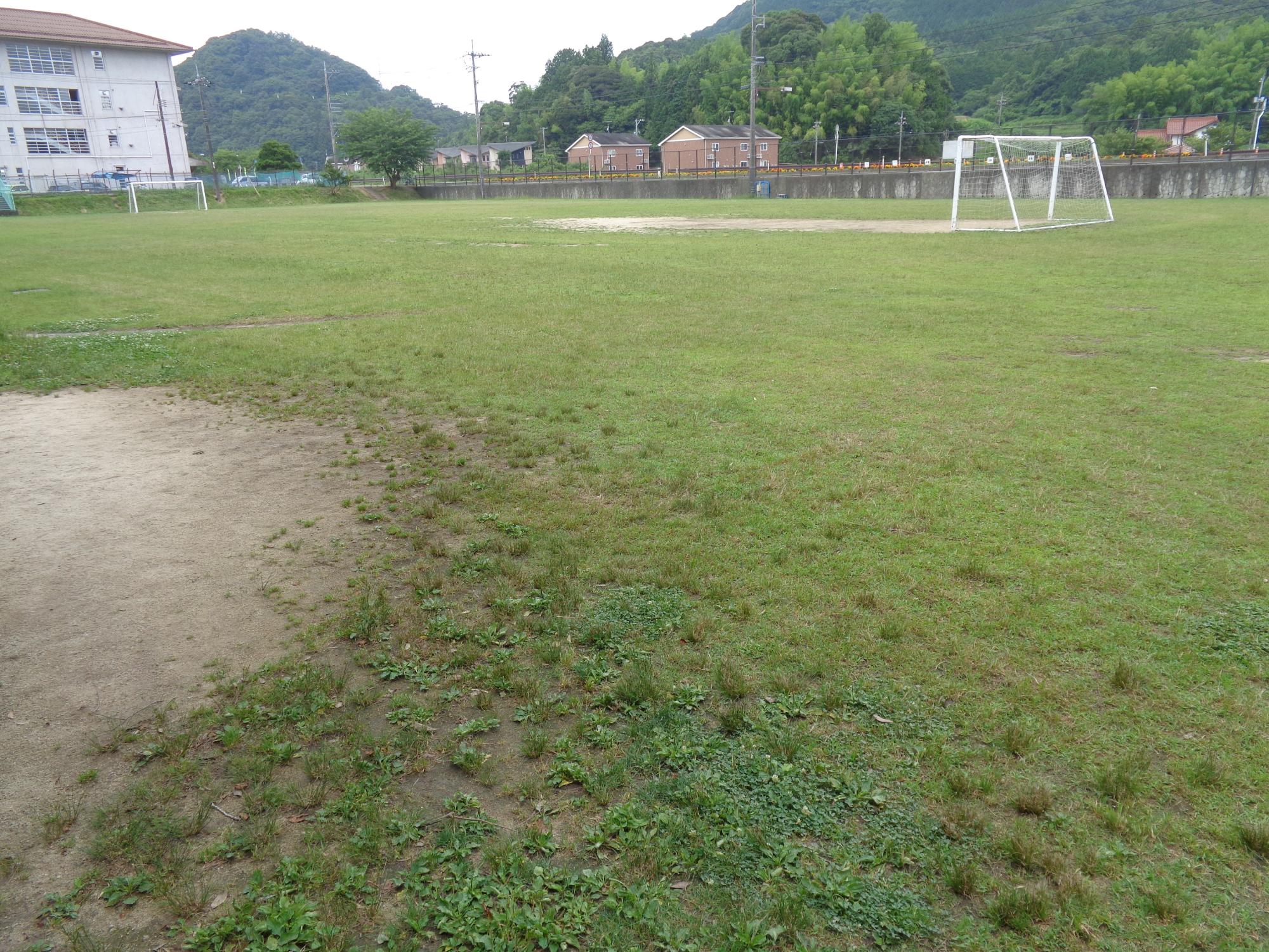 平成23年度に植栽された令和6年6月現在の八雲小学校の芝生の写真