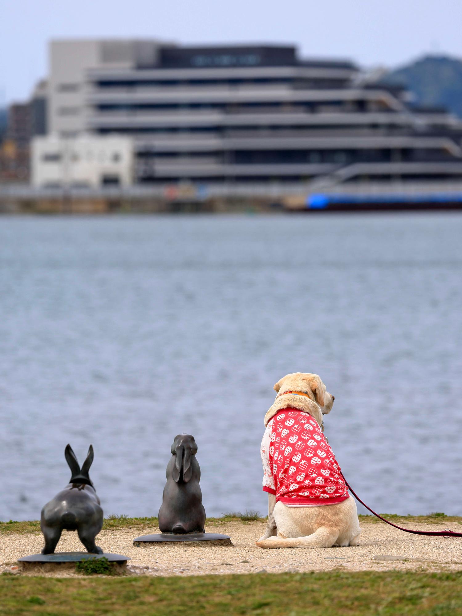 後姿のうさぎの銅像及び犬が松江市役所を見ている写真