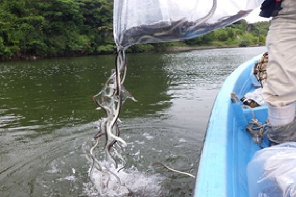 ウナギ種苗放流の写真