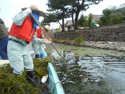 国宝松江城を囲む堀川の藻刈り・清掃活動をしている様子