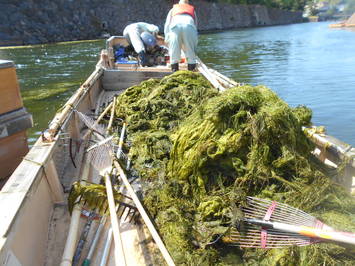 藻刈りの作業風景の写真。刈り取られた大量の藻が船上に積み上げられている様子が確認できる