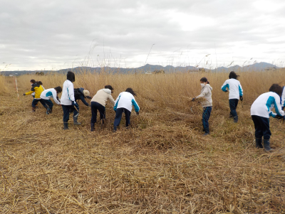 ボランティアによるヨシの刈り取り風景の写真