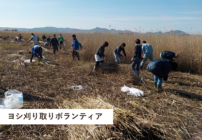 ボランティアによるヨシの刈り取り風景の写真