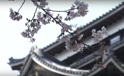 松江城の敷地内に開花した桜の花の写真