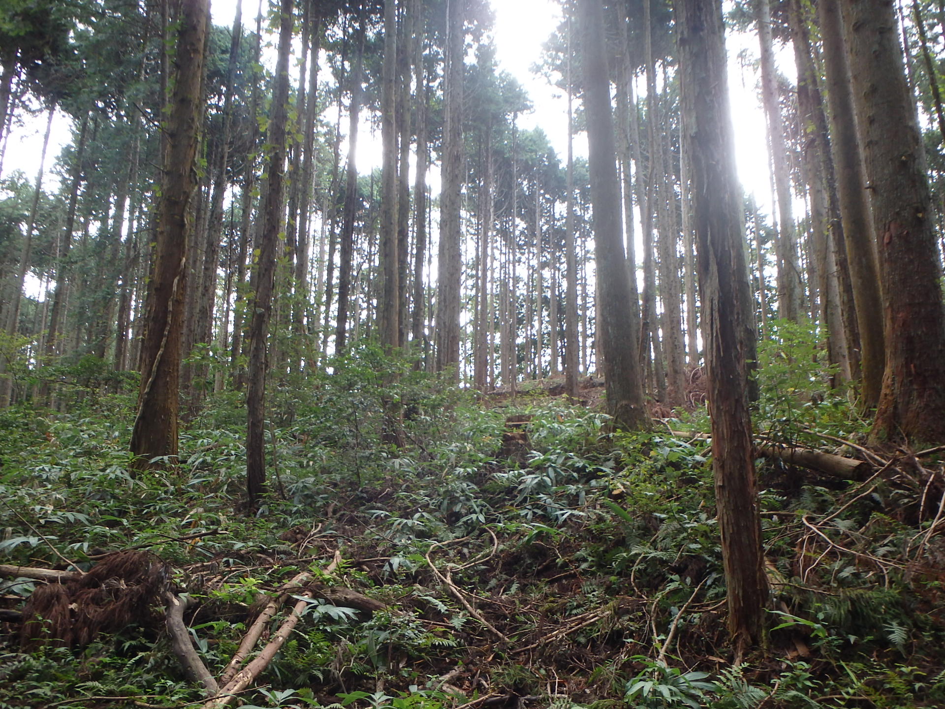 切捨て間伐の写真