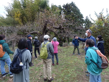 ガイドの説明を受けながら柿の木を眺めている参加者の写真