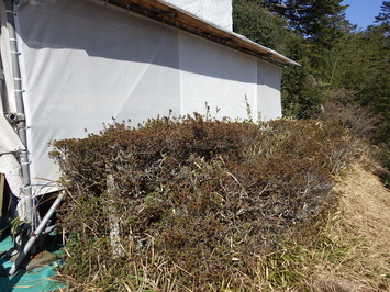 雑草で覆われた工事前のサツキの生垣の写真