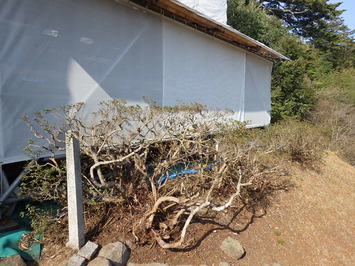 除草され木の枝が剪定された工事後のサツキの生垣の写真
