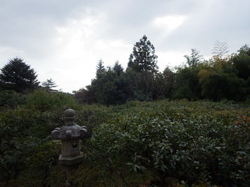 石灯籠の奥に樹木や草木が生い茂っている、施工前の向月亭前庭からの眺望の写真