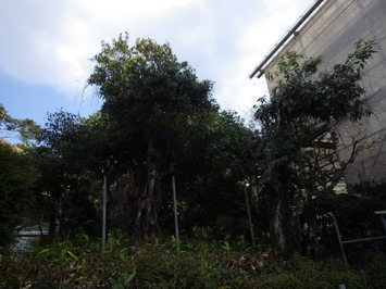 樹木の枝が生い茂っている施工前の御風呂屋周辺の写真
