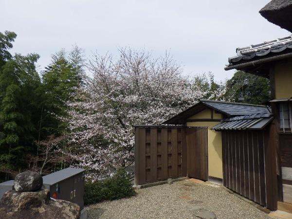 桜