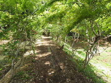 木の枝が道を覆うように茂っている施工前の池辺の道の写真