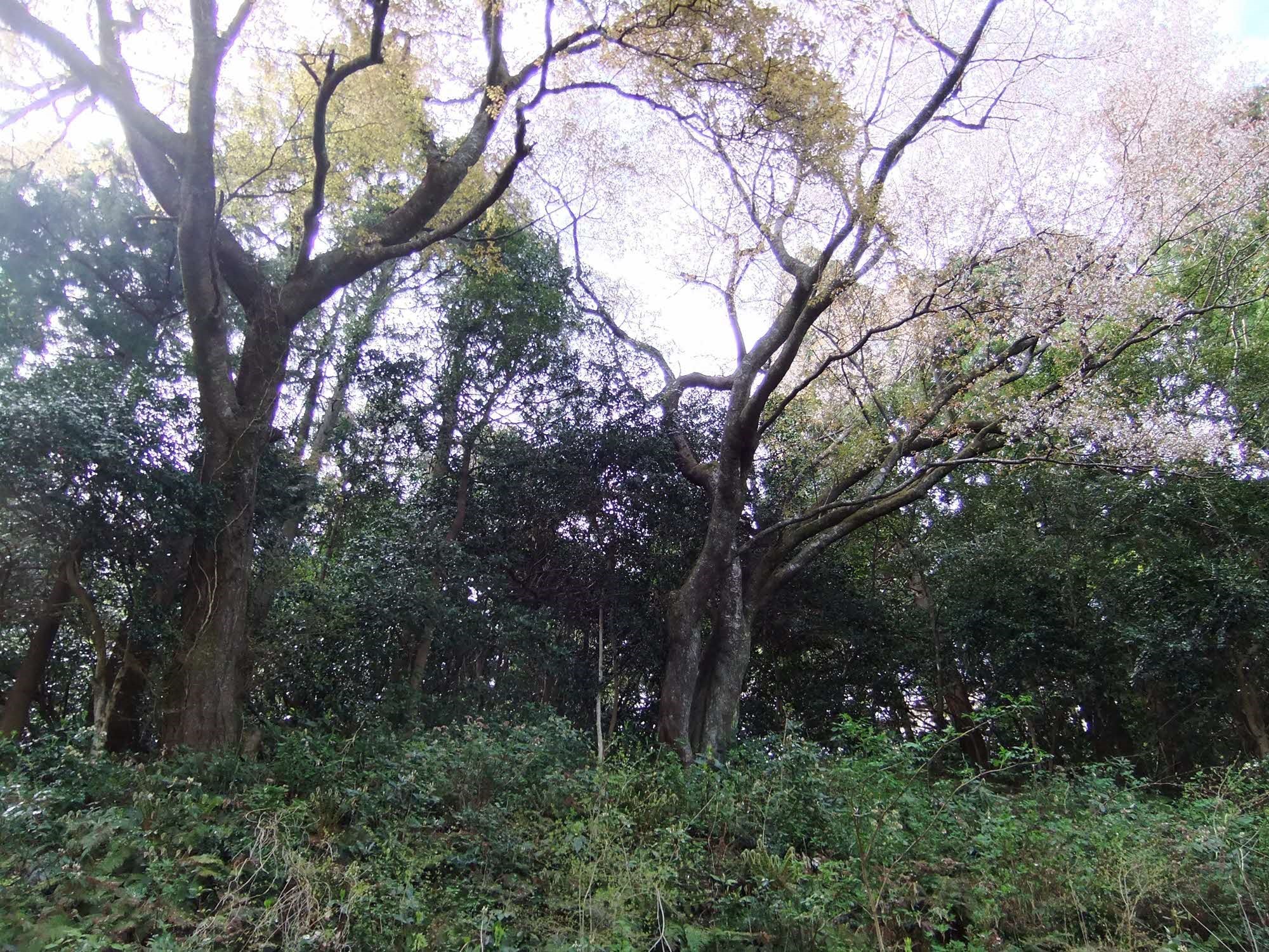 相生桜