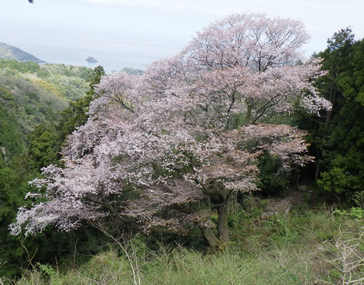 将軍桜