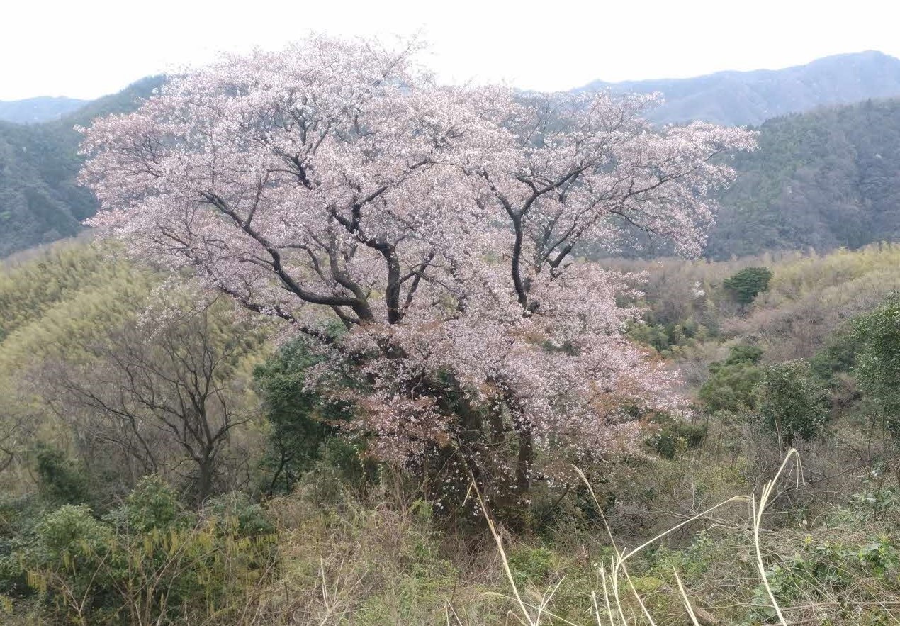 天狗桜