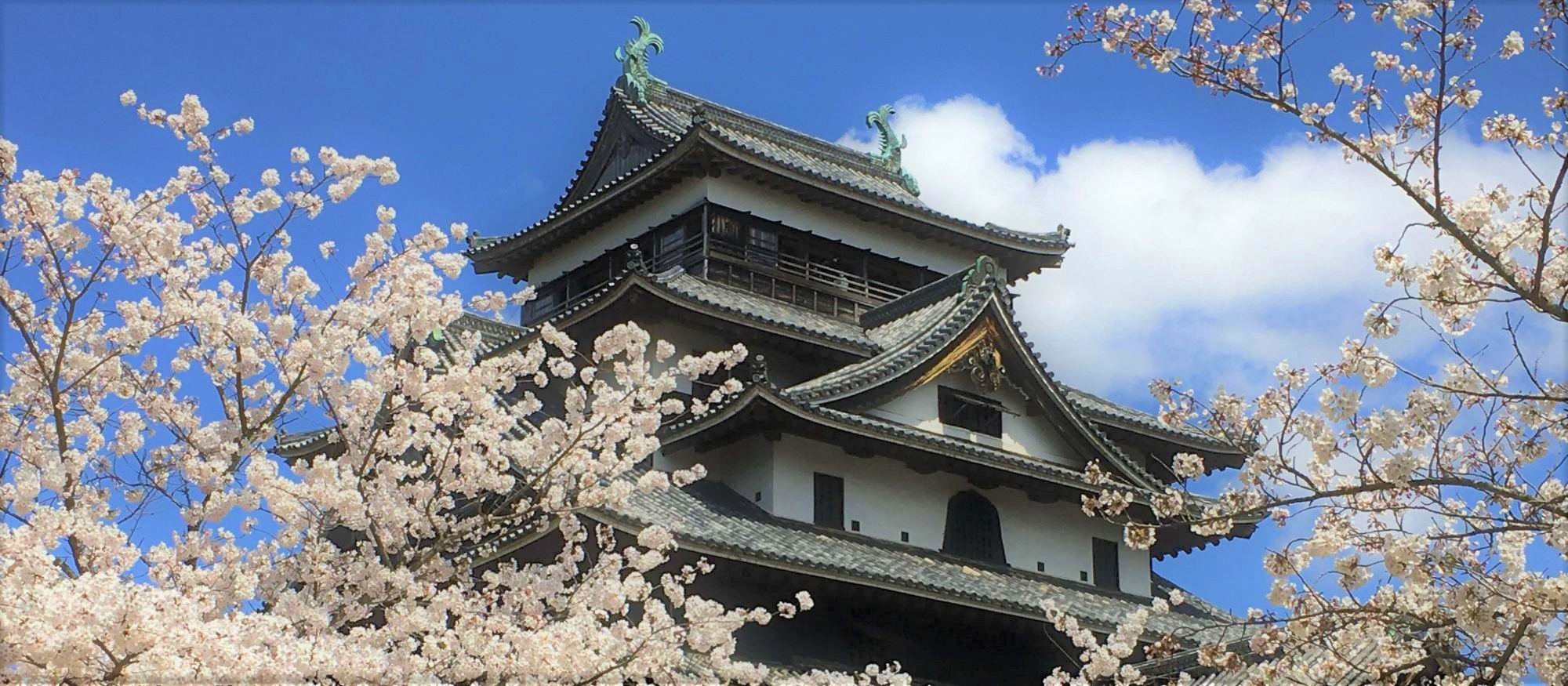 松江城天守と桜の写真