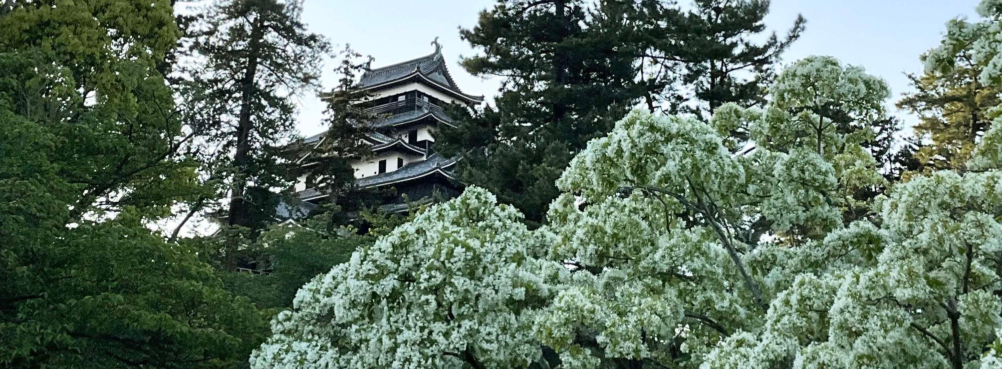 二之丸下ノ段のなんじゃもんじゃの花と松江城天守のバナー画像