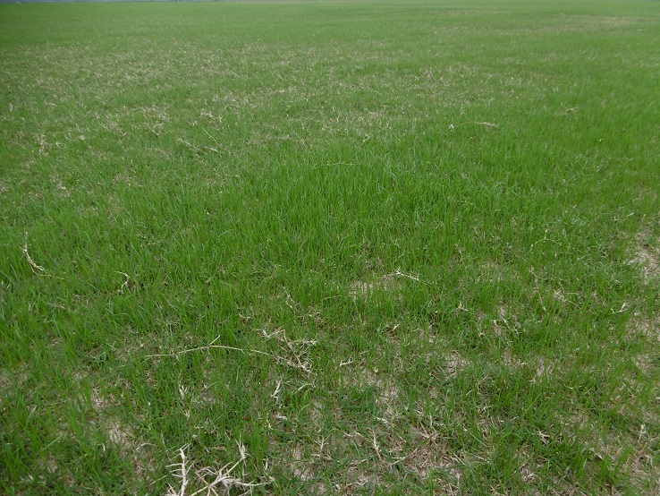 芝生のグラウンドに立って緑の雑草が生えている様子を撮影した写真