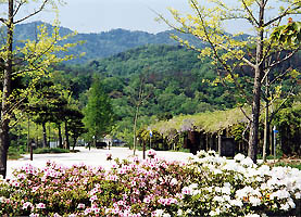 遠くに連なる緑の山と、両サイドに黄緑色の樹木のある広場、そしてその手前をピンク色や白色の花が咲き乱れる様子を撮影した、花木公園花冠の里の写真