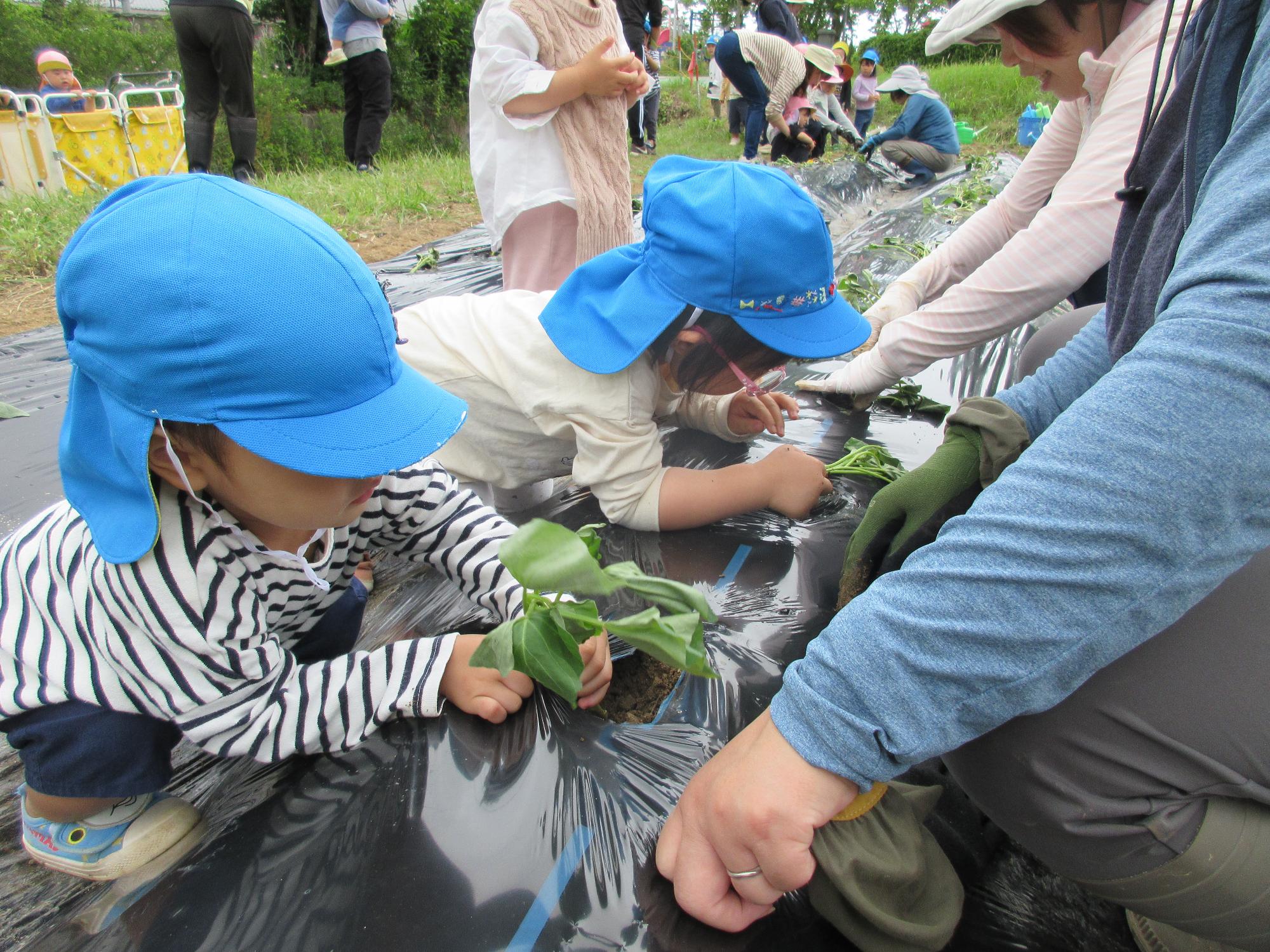 苗植えにチャレンジするみかん組