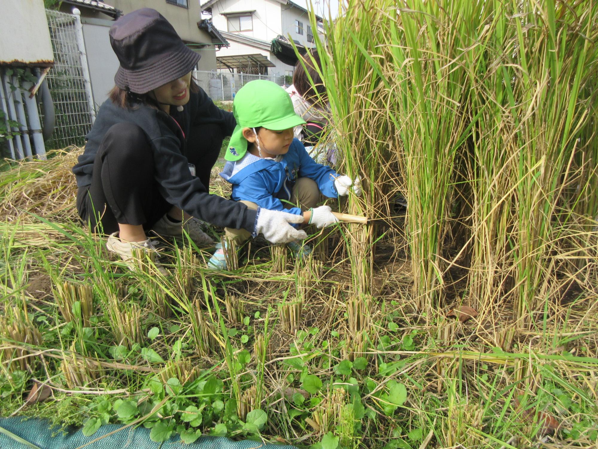 稲刈りをする保育者と男の子
