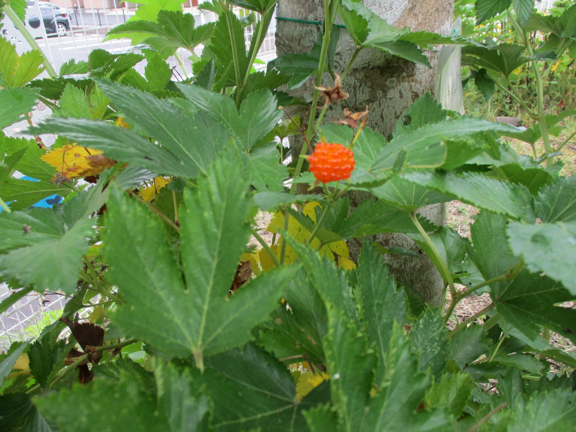園庭にある木苺の実
