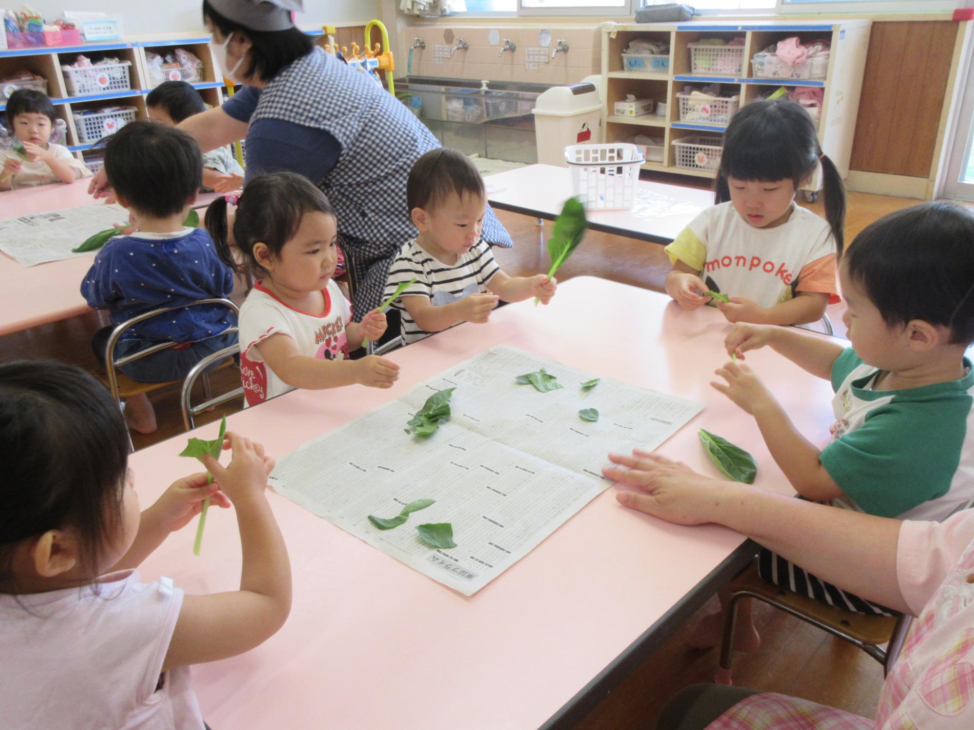 小松菜を千切る2歳児