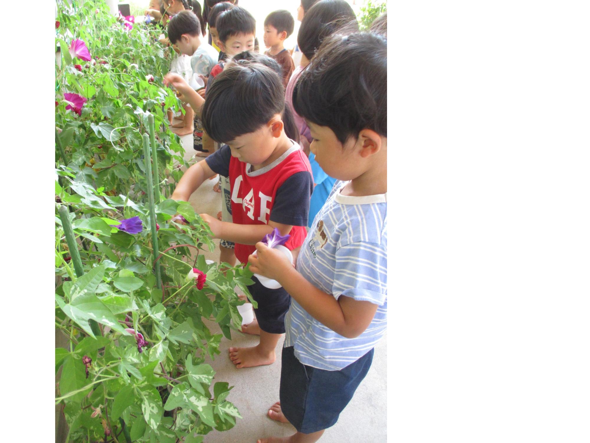 どのお花にしようかな？朝顔を見つめるこどもたち