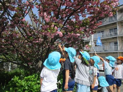 桜を指さしている園児たちの写真