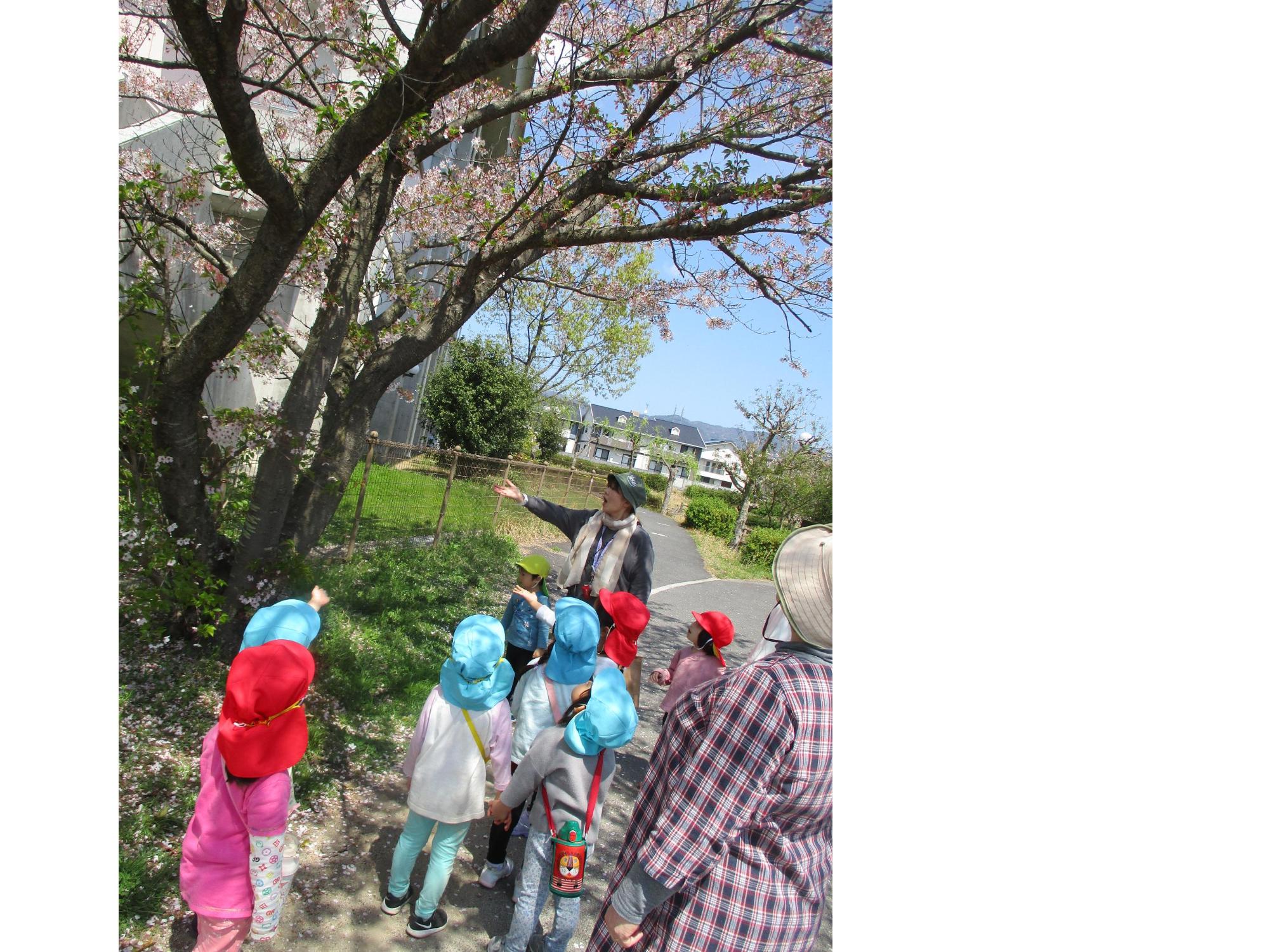 桜吹雪が舞い散る中、お花見散歩へゴー