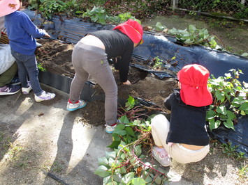 黒いビニールシートの中の土を掘って、土の中のサツマイモを探している園児たちの写真