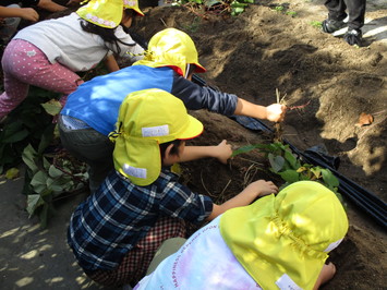 横一列に並び土の中から根っこをつかんでサツマイモを引き抜こうとしている園児たちの写真
