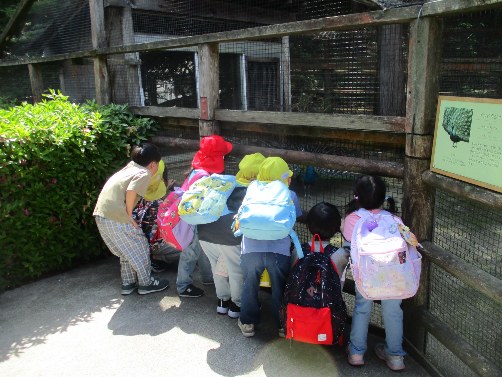 くじゃくの小屋をのぞいているところ