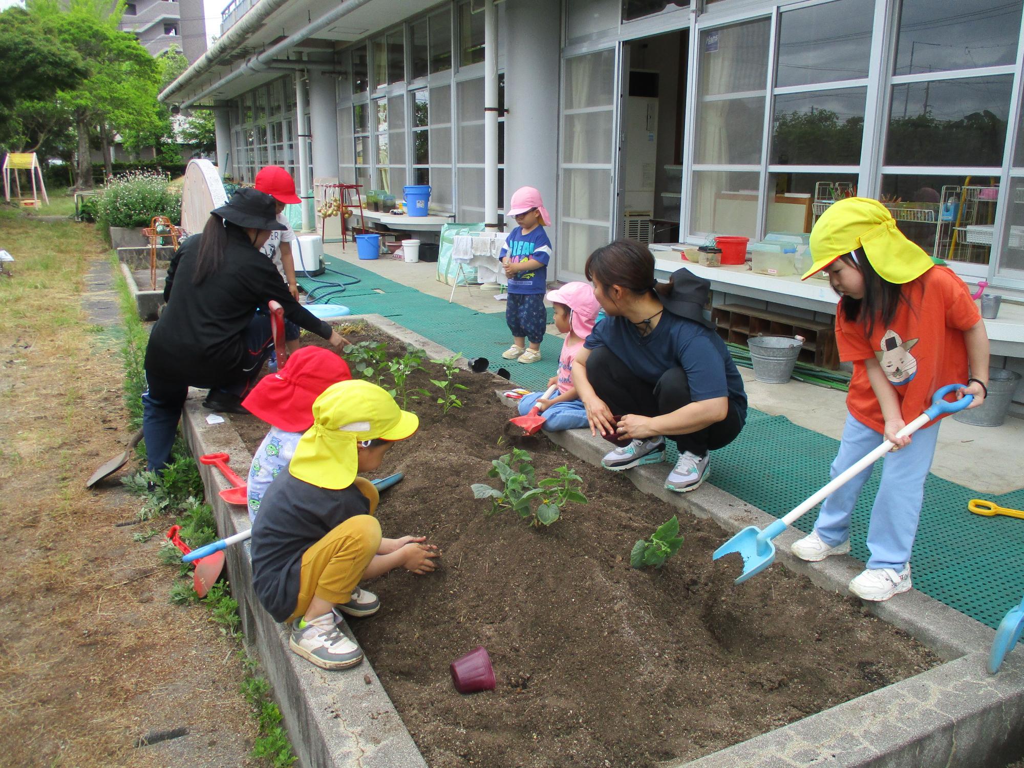 夏野菜の苗を植えているところ
