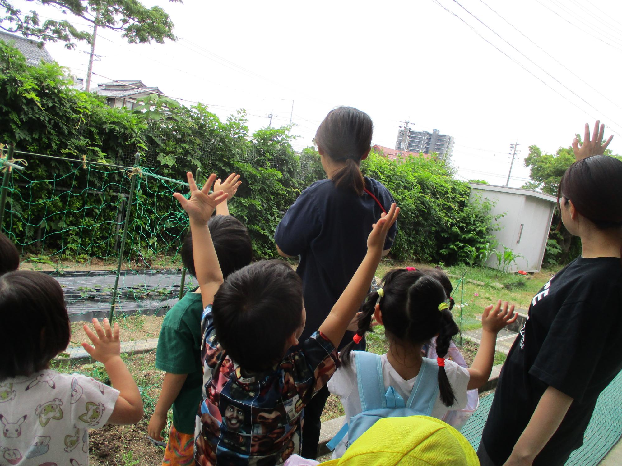 蝶になったつまぐろひょうもんを見送っているところ