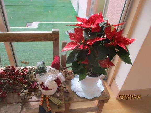 花育でお世話になった農林高校から～ジングルベル（ポインセチア）～