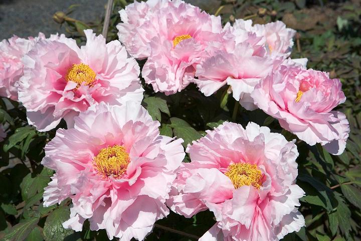 大輪の牡丹の花が咲き乱れている写真