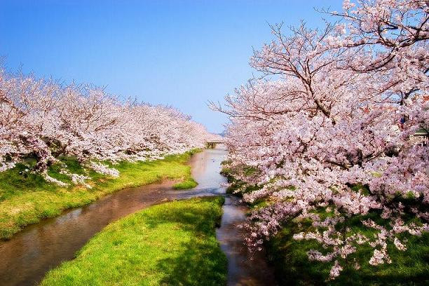 緑の川辺に水が流れ両脇に満開の桜が咲いている風景写真