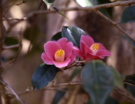 ピンクに緑の葉っぱが付いた2ケの椿の花をアップで写した写真