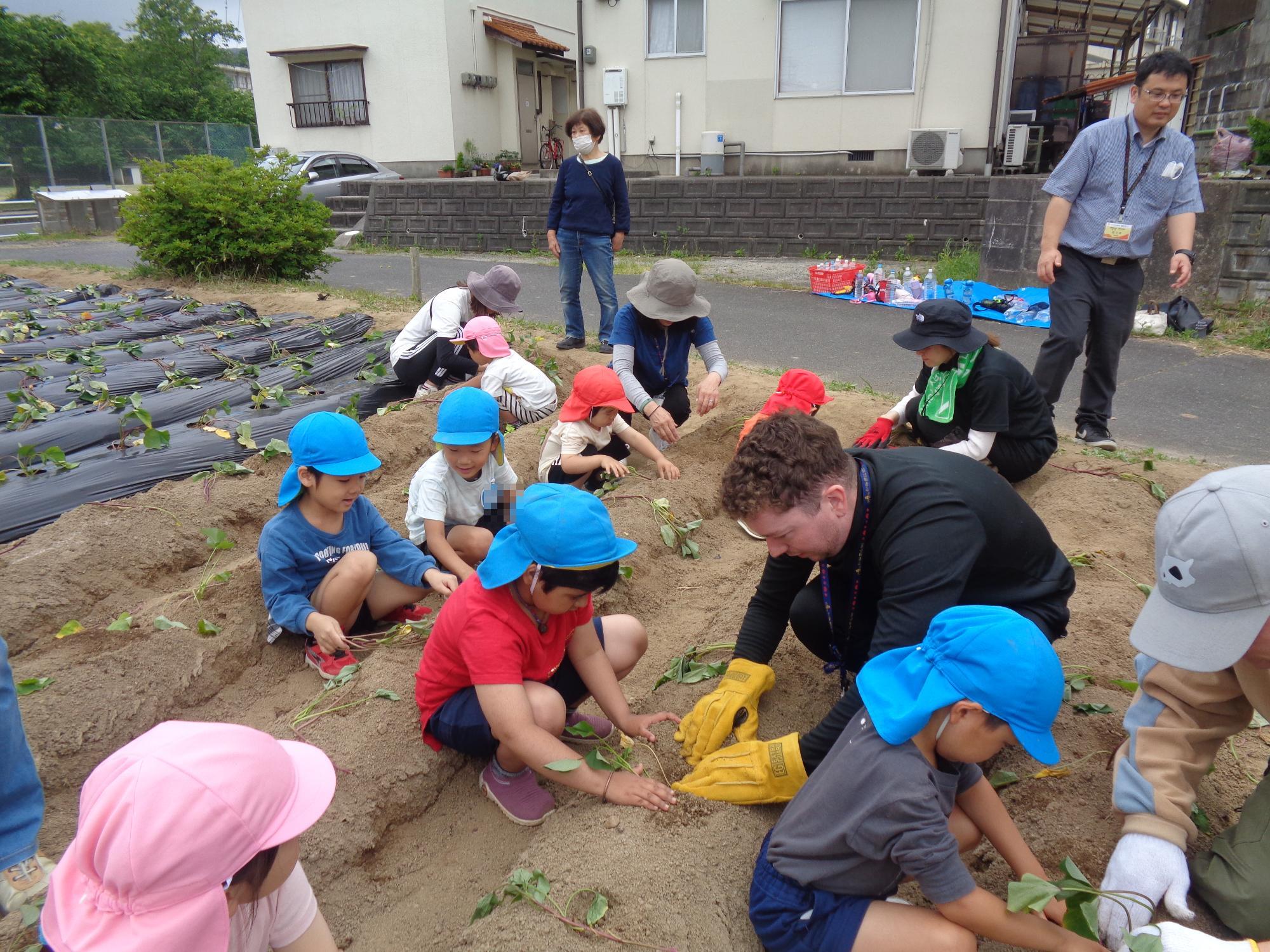 すみれ組芋苗
